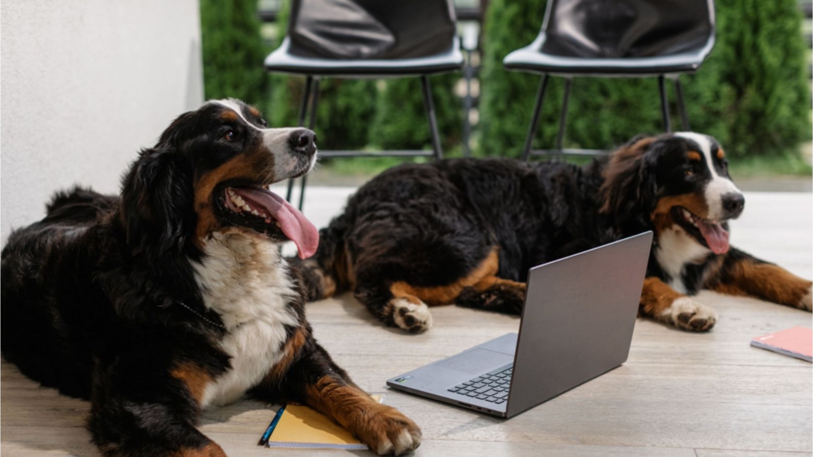 limiti-accesso-animali-spazi-lavoro
